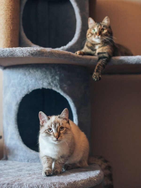 animals-6726246_1280